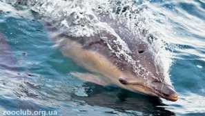 Obyčajný delfín alebo delfín belob